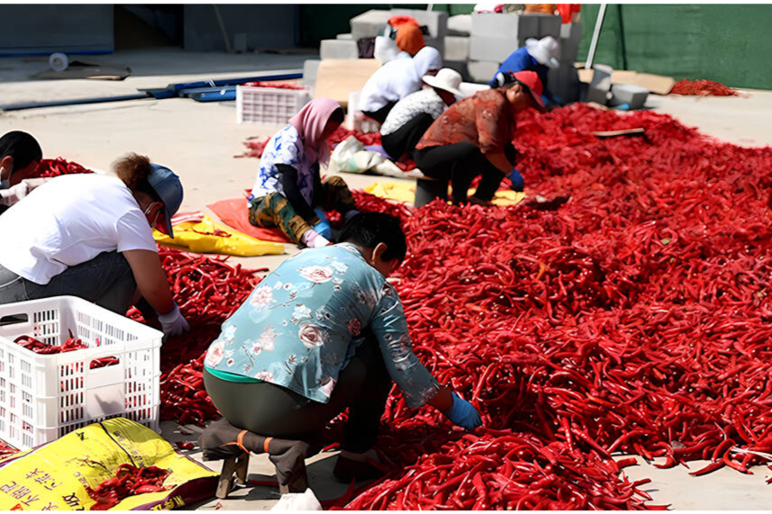 促農(nóng)產(chǎn)品流通 德州供銷社系統(tǒng)建成服務站122處